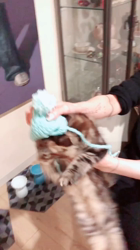 長谷川麻里ブリーダーからお迎えしたメインクーン：zazieちゃん