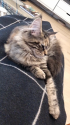 長谷川麻里ブリーダーからお迎えしたメインクーン：zazieちゃん