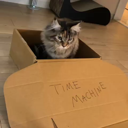 長谷川麻里ブリーダーからお迎えしたメインクーン：zazieちゃん