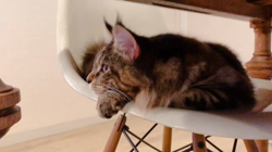 長谷川麻里ブリーダーからお迎えしたメインクーン：zazieちゃん