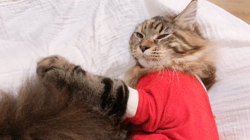 長谷川麻里ブリーダーからお迎えしたメインクーン：zazieちゃん