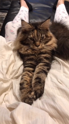 長谷川麻里ブリーダーからお迎えしたメインクーン：zazieちゃん