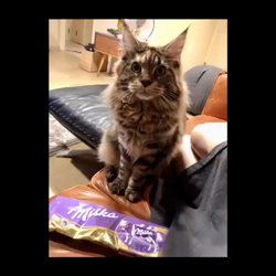 長谷川麻里ブリーダーからお迎えしたメインクーン：zazieちゃん