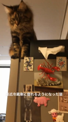 長谷川麻里ブリーダーからお迎えしたメインクーン：zazieちゃん