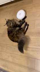 長谷川麻里ブリーダーからお迎えしたメインクーン：zazieちゃん