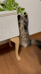 小川旭泉ブリーダーからお迎えしたサイベリアン：アンジュちゃん