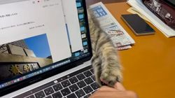 小川旭泉ブリーダーからお迎えしたサイベリアン：アンジュちゃん