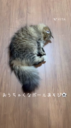 小川旭泉ブリーダーからお迎えしたサイベリアン：アンジュちゃん