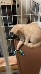 堂脇智美ブリーダーからお迎えしたスコティッシュフォールド：珊瑚(さんご)くん