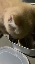 堂脇智美ブリーダーからお迎えしたスコティッシュフォールド：珊瑚(さんご)くん