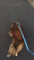 藤田充ブリーダーからお迎えしたシェットランドシープドッグ：カイルくん