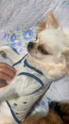 縄田あゆみブリーダーからお迎えしたチワワ(ロング)：杏菜ちゃん