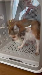 縄田あゆみブリーダーからお迎えしたチワワ(ロング)：杏菜ちゃん