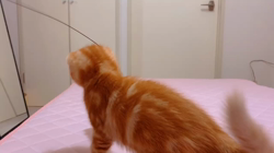 畑浩和ブリーダーからお迎えしたアメリカンカール：アントニーくん