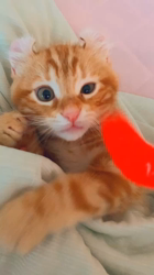 畑浩和ブリーダーからお迎えしたアメリカンカール：アントニーくん