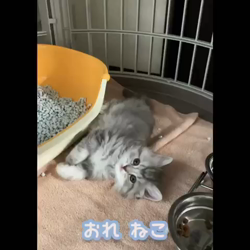 斉木裕ブリーダーからお迎えしたスコティッシュフォールド：あぽろくん