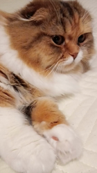 今松澄江ブリーダーからお迎えしたスコティッシュフォールド：ココちゃん
