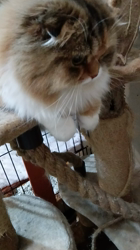 今松澄江ブリーダーからお迎えしたスコティッシュフォールド：ココちゃん