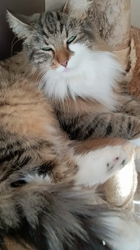 阿部伸二ブリーダーからお迎えしたノルウェージャンフォレストキャット：アプちゃん