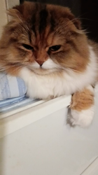 今松澄江ブリーダーからお迎えしたスコティッシュフォールド：ココちゃん