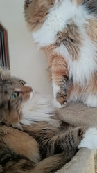 今松澄江ブリーダーからお迎えしたスコティッシュフォールド：ココちゃん