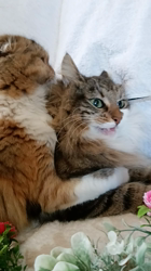 今松澄江ブリーダーからお迎えしたスコティッシュフォールド：ココちゃん