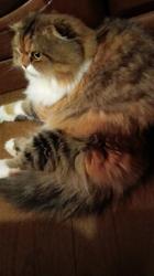 今松澄江ブリーダーからお迎えしたスコティッシュフォールド：ココちゃん