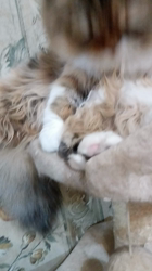 今松澄江ブリーダーからお迎えしたスコティッシュフォールド：ココちゃん