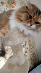 今松澄江ブリーダーからお迎えしたスコティッシュフォールド：ココちゃん