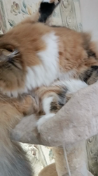 今松澄江ブリーダーからお迎えしたスコティッシュフォールド：ココちゃん