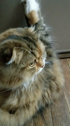 今松澄江ブリーダーからお迎えしたスコティッシュフォールド：ココちゃん