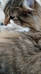 阿部伸二ブリーダーからお迎えしたノルウェージャンフォレストキャット：アプちゃん