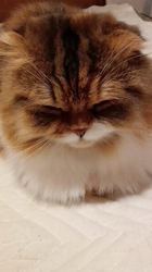 今松澄江ブリーダーからお迎えしたスコティッシュフォールド：ココちゃん