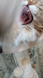 今松澄江ブリーダーからお迎えしたスコティッシュフォールド：ココちゃん