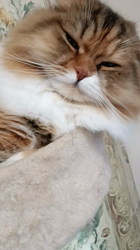 今松澄江ブリーダーからお迎えしたスコティッシュフォールド：ココちゃん