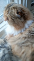 今松澄江ブリーダーからお迎えしたスコティッシュフォールド：ココちゃん