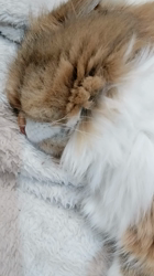 今松澄江ブリーダーからお迎えしたスコティッシュフォールド：ココちゃん