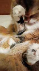 今松澄江ブリーダーからお迎えしたスコティッシュフォールド：ココちゃん