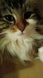 阿部伸二ブリーダーからお迎えしたノルウェージャンフォレストキャット：アプちゃん