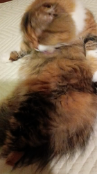 今松澄江ブリーダーからお迎えしたスコティッシュフォールド：ココちゃん