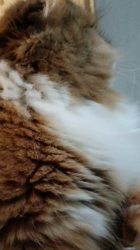 今松澄江ブリーダーからお迎えしたスコティッシュフォールド：ココちゃん