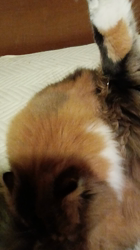 今松澄江ブリーダーからお迎えしたスコティッシュフォールド：ココちゃん