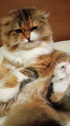 今松澄江ブリーダーからお迎えしたスコティッシュフォールド：ココちゃん