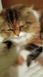 今松澄江ブリーダーからお迎えしたスコティッシュフォールド：ココちゃん