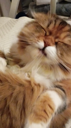 今松澄江ブリーダーからお迎えしたスコティッシュフォールド：ココちゃん