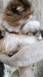 今松澄江ブリーダーからお迎えしたスコティッシュフォールド：ココちゃん