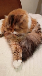 今松澄江ブリーダーからお迎えしたスコティッシュフォールド：ココちゃん