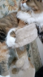 今松澄江ブリーダーからお迎えしたスコティッシュフォールド：ココちゃん