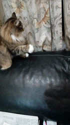 阿部伸二ブリーダーからお迎えしたノルウェージャンフォレストキャット：アプちゃん