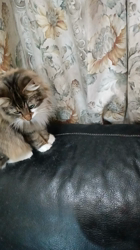 阿部伸二ブリーダーからお迎えしたノルウェージャンフォレストキャット：アプちゃん